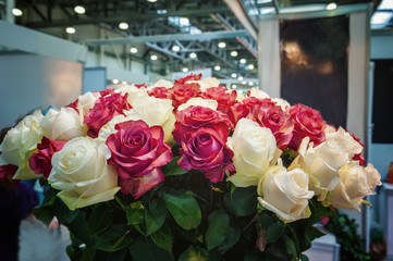 Roses of pink and green modern varieties in a bouquet as a gift. Background. Close up. Selective focus.