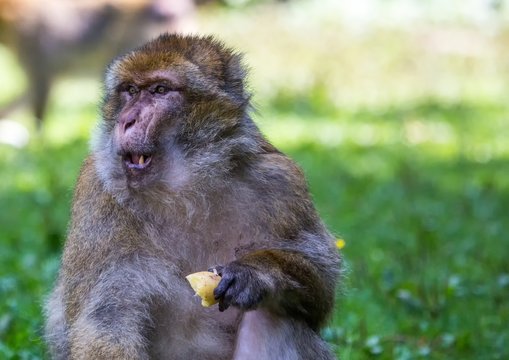 Picture of playing and eating barbary macaques on a meadow during summertime