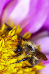 Bee pollinating a dahlia flower