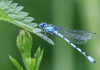 Damselfly
