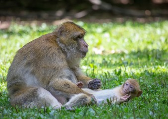 Picture of playing and eating barbary macaques on a meadow during summertime