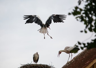 White storks sitting in its nest on a roof in Germany during summer time