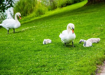 A mute swan family on a meadow in southern Germany