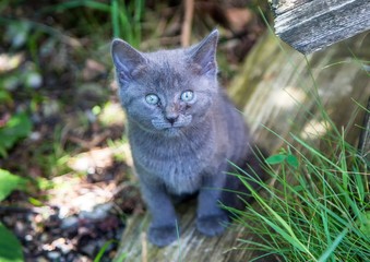 Naklejka na ściany i meble Young and curious grey wild cat during summer at the alps of Switzerland