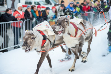 The Reindeer Racing Championship - Tromso 11. februar. 2018 - Tourist attraction - Saami sport