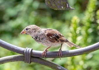 European oscine bird sitting on a fence in Germany