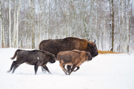 Large brown bisons Wisent running in winter forest with snow. Herd Of European Aurochs Bison, Bison Bonasus. Nature habitat. Selective focus