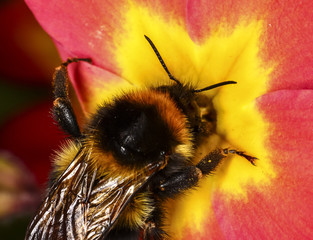 Bee pollinating a primula flower