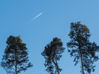 Three green tall trees and a plane trail against blue sky 