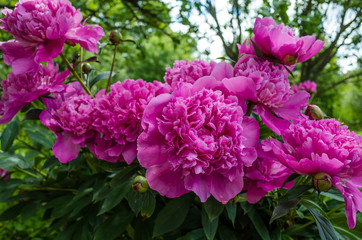 A blooming peony in the garden