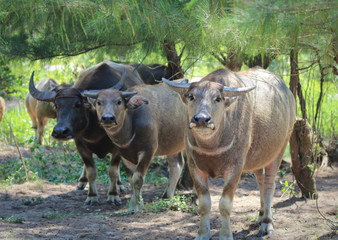 Water Buffalo