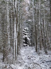 Winter forest covered in snow , the Shropshire Hills, near Clun, in late December