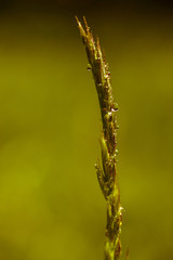 Grass seed head with water drops and shot with shallow depth of field