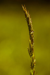Grass seed head with water drops and shot with shallow depth of field