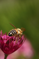 Bee pollinating an astrantia flower