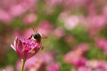 Bee pollinating an astrantia flower