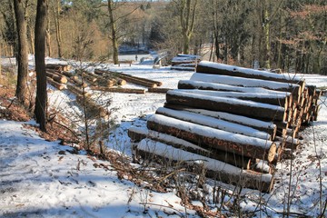 Wuppertal Ronsdorf Wald Natur Frost