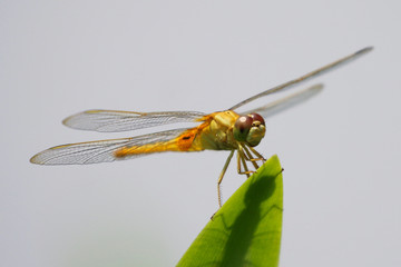 Dragonfly