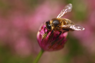 Bee pollinating an astrantia flower