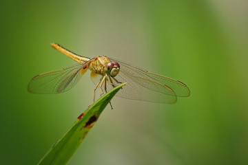 Dragonfly