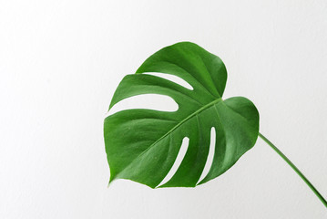 monstera plant © Maksim Shebeko