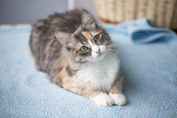 Obraz premium Sevimli Kedi