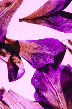 iris petals on pink background