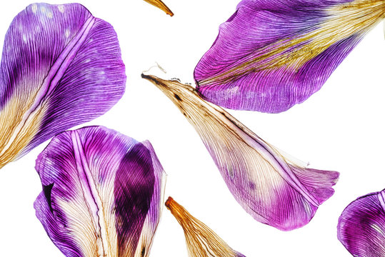 iris petals closeup
