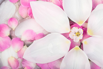 Obraz premium nature, spring, beauty concept. white petals of tulip are the biggest, they are floating on the surface of water anf composing circle, in the center there is white flower of cherry