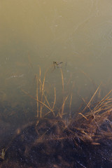 Frozen pond's surface