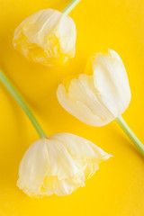 Yellow tulip flowers on background