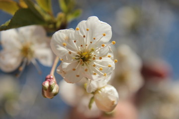 Kirschbl&uuml;te