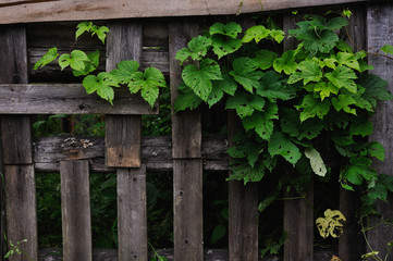 old fence and hop