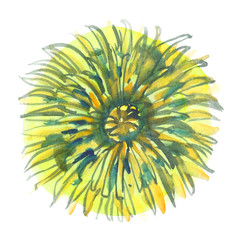 Top view of big yellow dandelion bloom painted in watercolor on clean white background