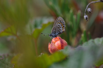 Butterfly sitting on cloudberry