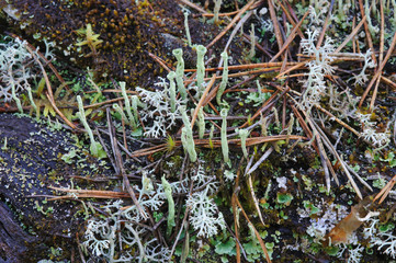 Moss and lichen.