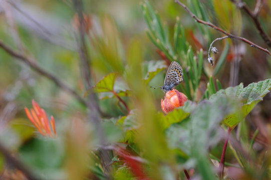 Butterfly sitting on cloudberry