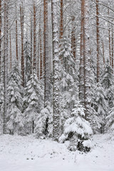 Taiga after snowfall