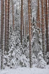 Taiga after snowfall