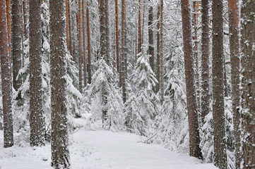 Fototapeta premium Taiga after snowfall