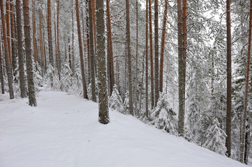 Taiga after snowfall