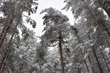 Taiga after snowfall