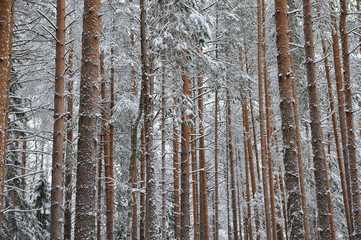 Fototapeta premium Taiga after snowfall