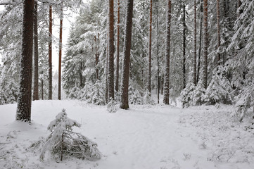 Taiga after snowfall