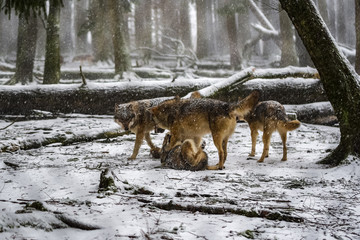 Playing wolves in the snowy forest