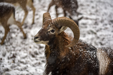 The looking ram in front of herd on a snowy day