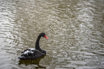 Fototapeta premium A black swan swimming and looking in winter