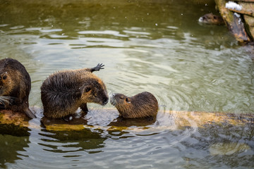 Some fighting otters at a pond in winter