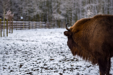 A bison looking into the near distance in winter