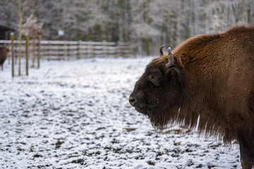 A looking bison on a cold winter day